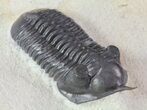 Morocconites Trilobite - Clear Eye Facets #64915-1